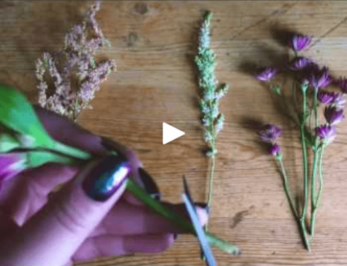 Sådan passer du blomster- så de holder sig flot – længe