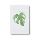 Monstera – lille (29 kr)